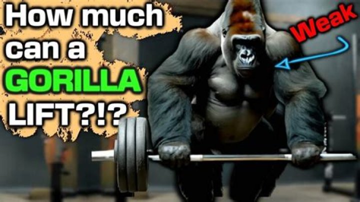 How much a gorilla can bench press?