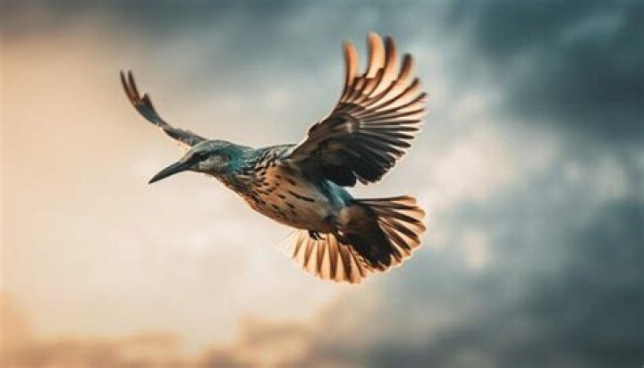 What bird stays in the air for 5 years?