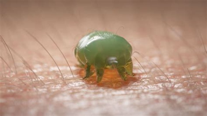 What bugs burrow into skin?